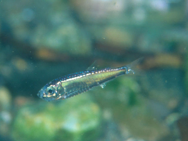 Maurolicus muelleri